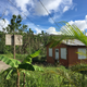 trees in puerto rico